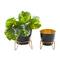Set of 2 Black Iron Modern Planter, 11" x 10" x 10"
